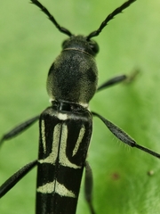 Xylotrechus javanicus