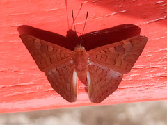 Emesis mandana