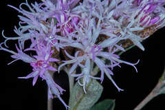 Vernonanthura squamulosa