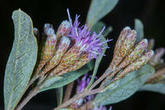 Vernonanthura squamulosa