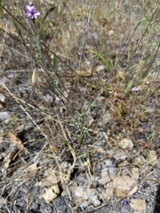 Lessingia arachnoidea