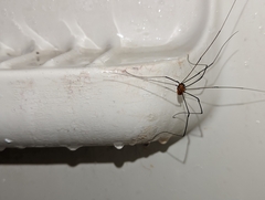 Leiobunum nigropalpi