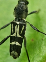 Xylotrechus javanicus