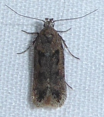 Filatima obidenna