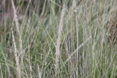 Pappophorum caespitosum
