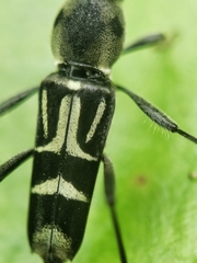 Xylotrechus javanicus