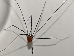 Leiobunum nigropalpi