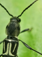 Xylotrechus javanicus