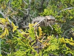 Pycnogaster