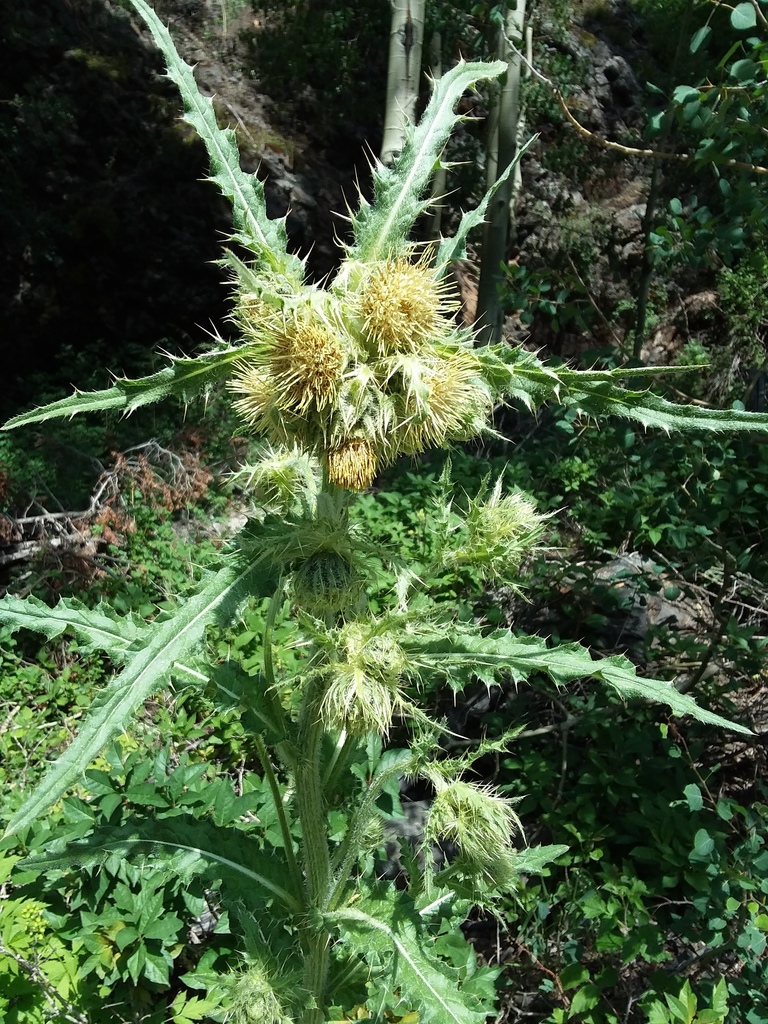 Parry's Thistle