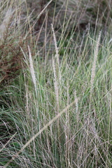 Pappophorum caespitosum