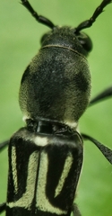 Xylotrechus javanicus