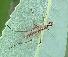 Micropeza lineata