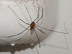 Leiobunum nigropalpi