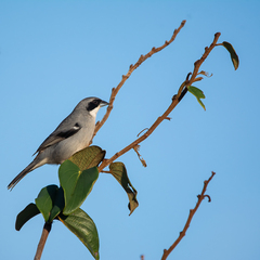 Neothraupis fasciata