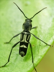 Xylotrechus javanicus
