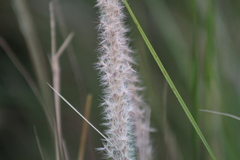 Pappophorum caespitosum