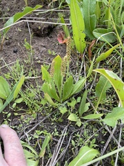 Plantago tweedyi