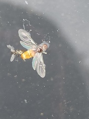 Pheidole cerebrosior