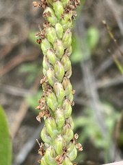 Plantago tweedyi