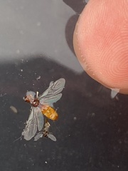 Pheidole cerebrosior