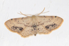 Idaea dimidiata