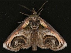 Paectes oculatrix