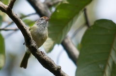 Hylophilus amaurocephalus