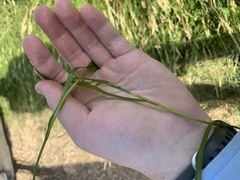 Potamogeton zosteriformis