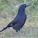 Currawongs - Photo (c) Lip Kee Yap, some rights reserved (CC BY-SA)