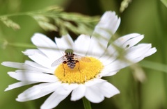 Anasimyia anausis
