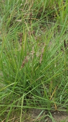 Eragrostis secundiflora