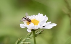 Anasimyia anausis
