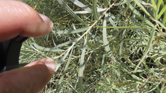 Salix exigua hindsiana