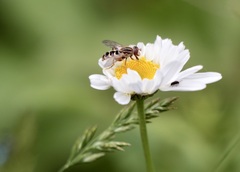 Anasimyia anausis