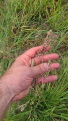 Eragrostis secundiflora