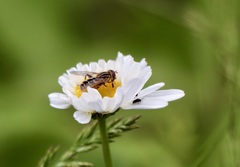 Anasimyia anausis