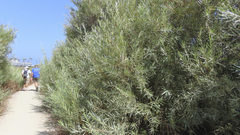 Salix exigua hindsiana