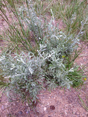 Artemisia rothrockii