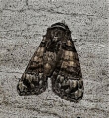 Chlumetia transversa
