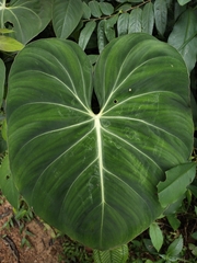 Philodendron gloriosum