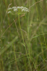 Bunium bulbocastanum