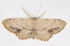 Idaea dimidiata