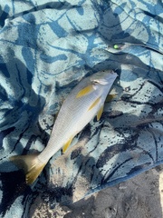 Umbrina roncador