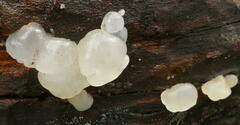 Tremella globispora