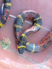 Pliocercus elapoides