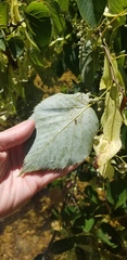 Tilia americana americana
