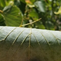 Tilia americana americana