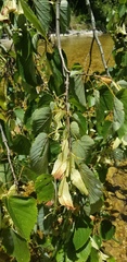Tilia americana americana