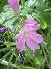 Sidalcea virgata